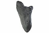 Partial Fossil Megalodon Tooth - South Carolina #374898-1